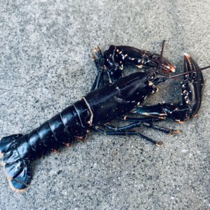 Norsk hummer, levende