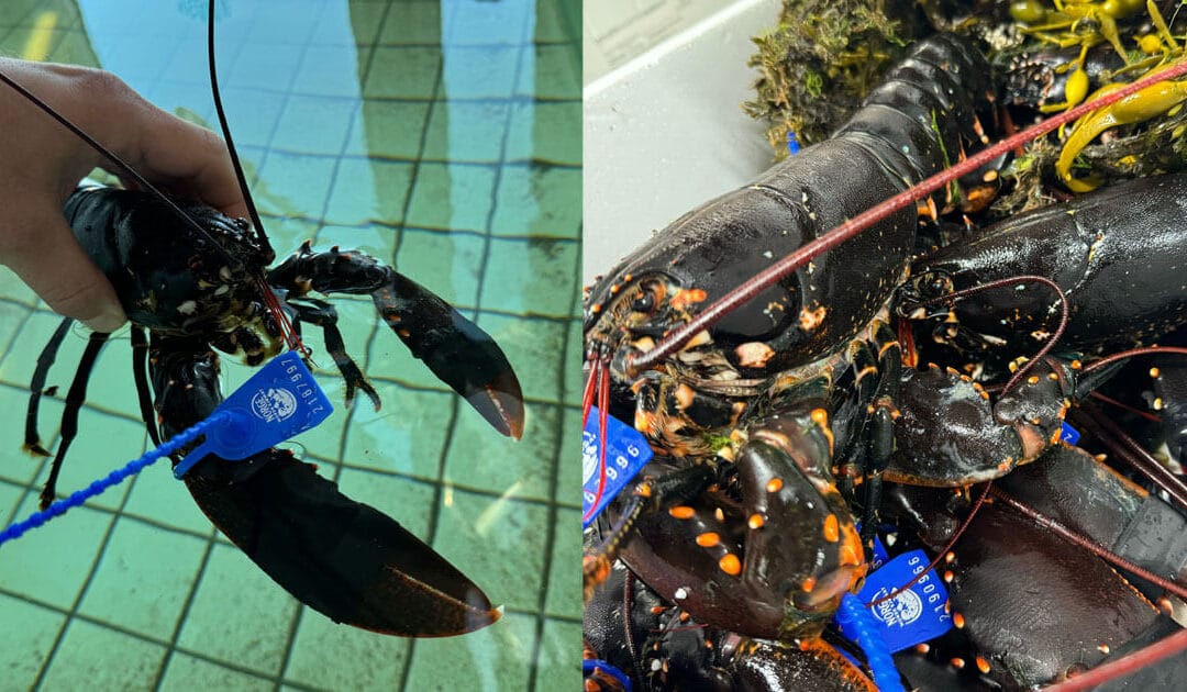 Fersk norsk hummer nå i sjømatutsalget