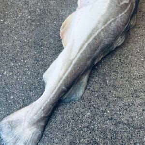 Julefisk - Torsk hel